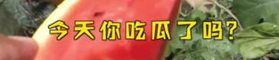 娱乐吃瓜起什么名字,揭秘明星幕后吃瓜大揭秘