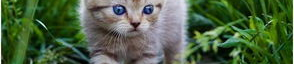 娱乐吃瓜酱给猫照相,猫咪写真集