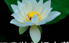 蟠桃会网红吃瓜,网红吃瓜盛宴，揭秘娱乐圈幕后真相